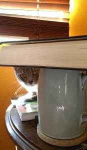 cat and books